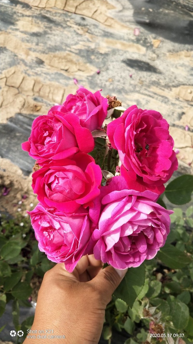 玫瑰花瓣