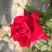 玫瑰花瓣