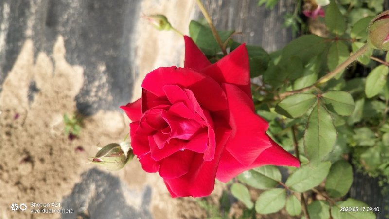 玫瑰花瓣