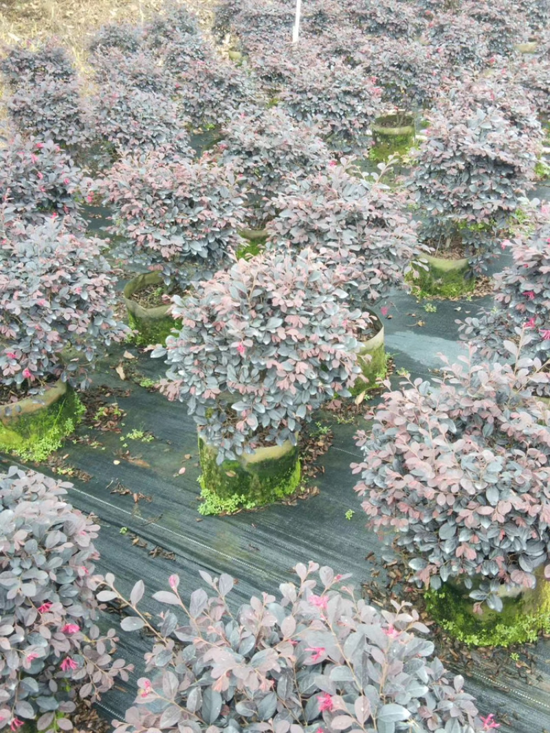 红继木、红花继木、红梽木、红花檵木