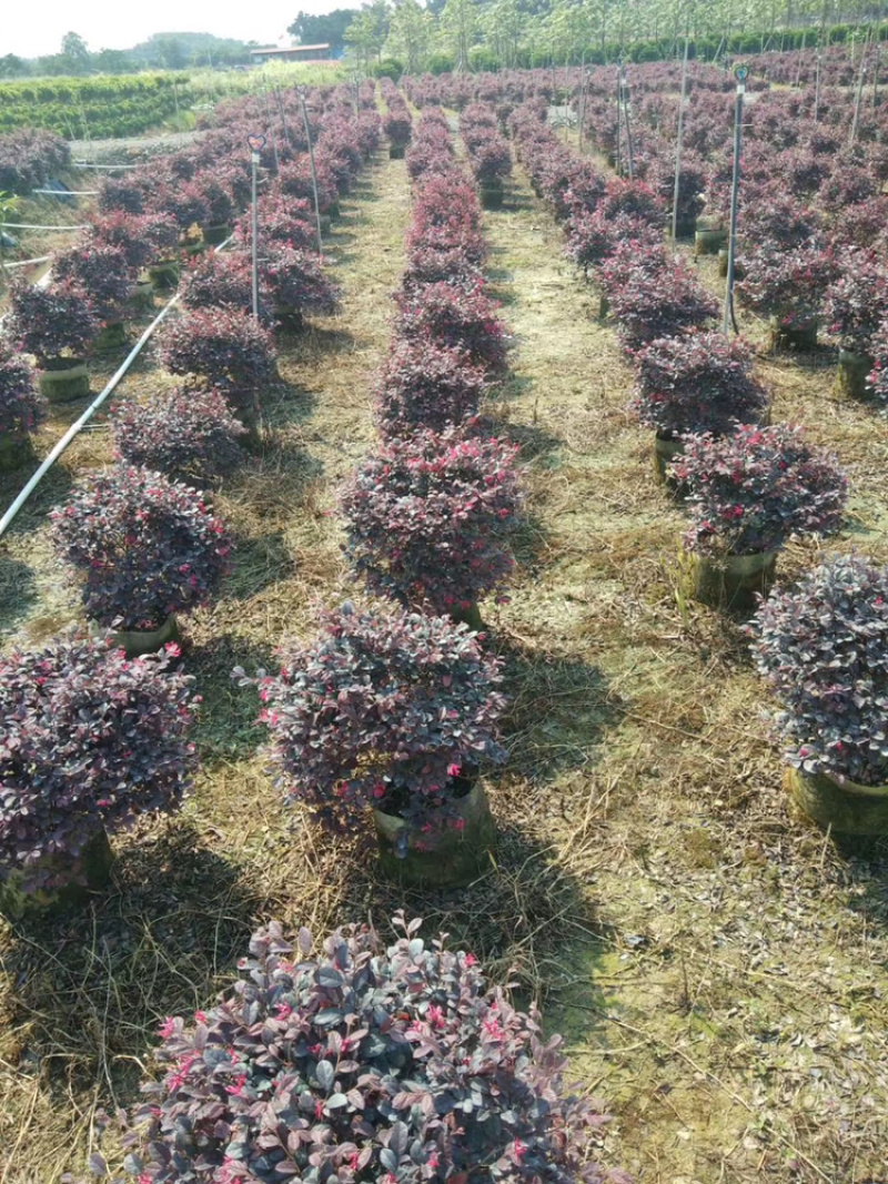 红继木、红花继木、红梽木、红花檵木