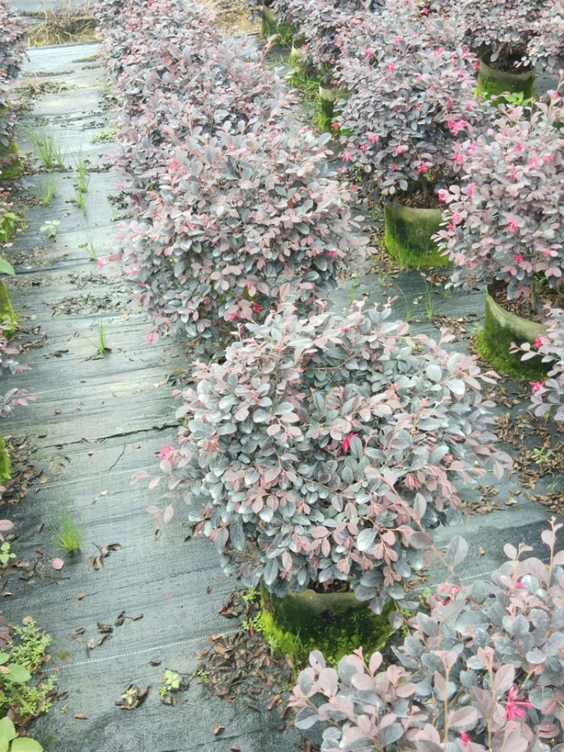 红继木、红花继木、红梽木、红花檵木