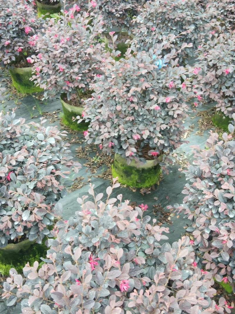 红继木、红花继木、红梽木、红花檵木