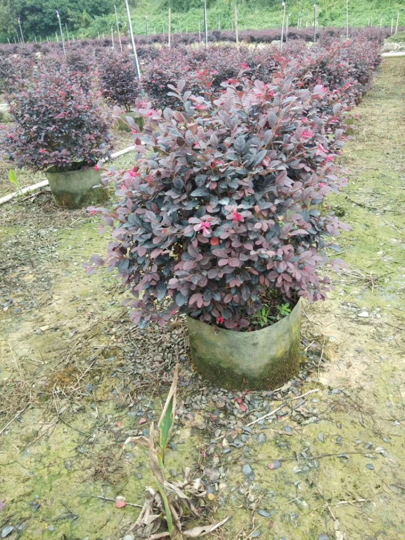 红继木、红花继木、红梽木、红花檵木