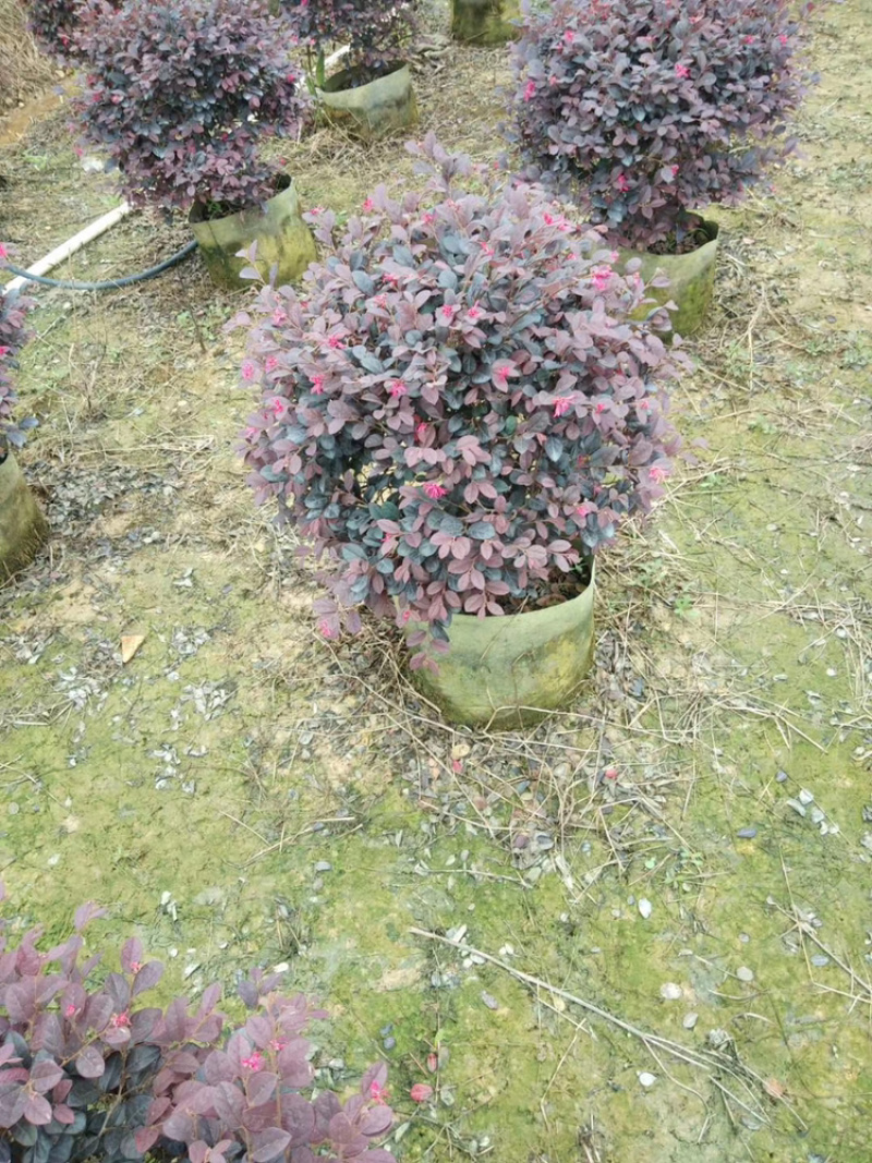 红继木、红花继木、红梽木、红花檵木