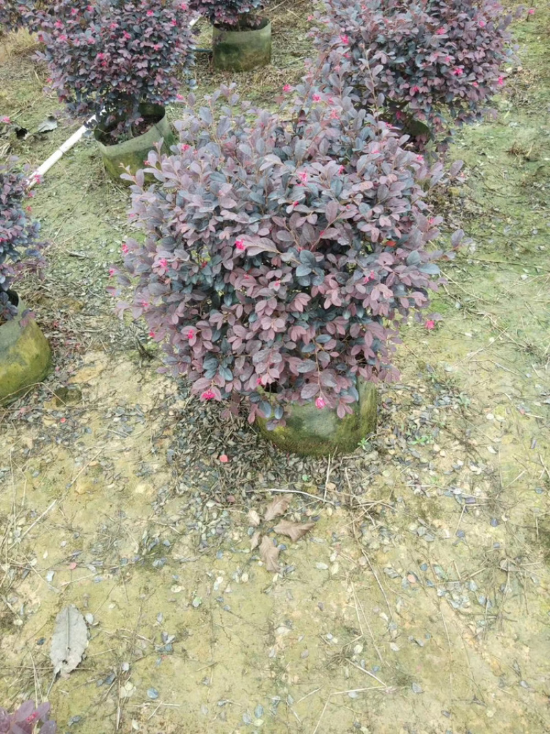 红继木、红花继木、红梽木、红花檵木