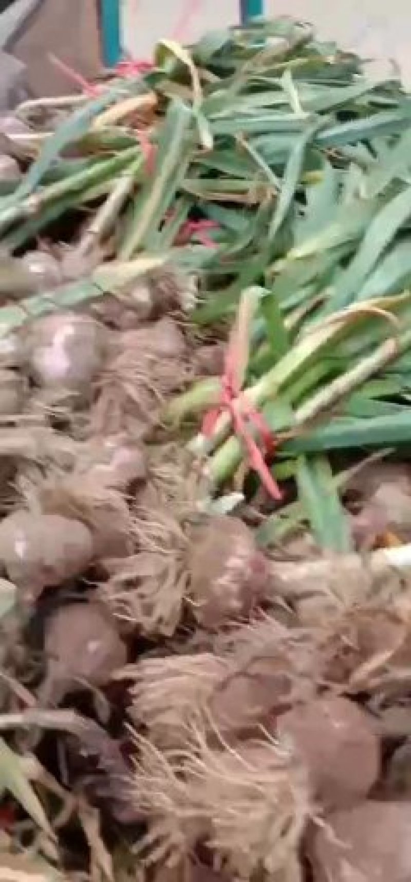 [推荐]河南开封尉氏县苗蒜大蒜个头大货源充足