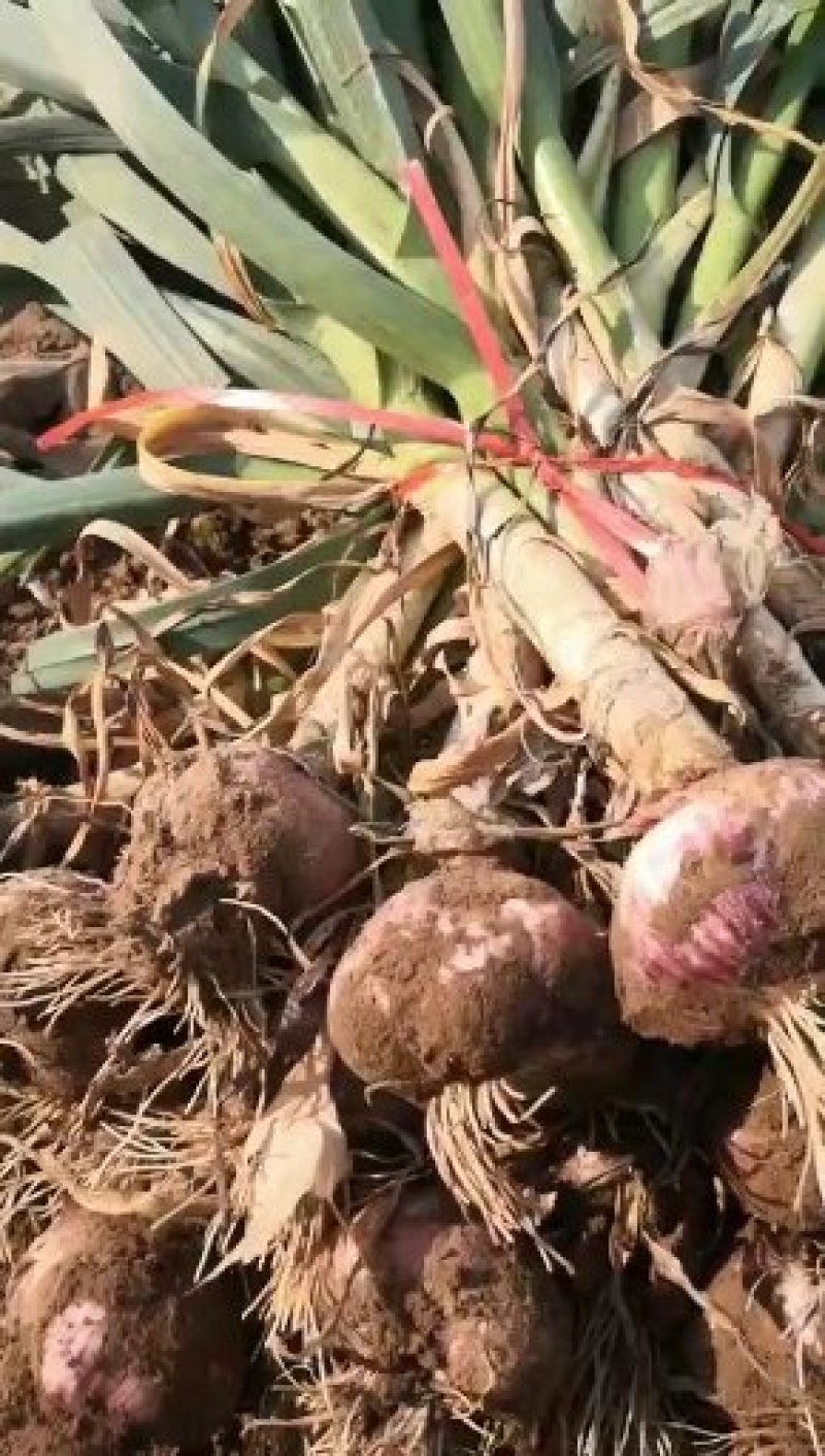 [推荐]河南开封尉氏县苗蒜大蒜个头大货源充足