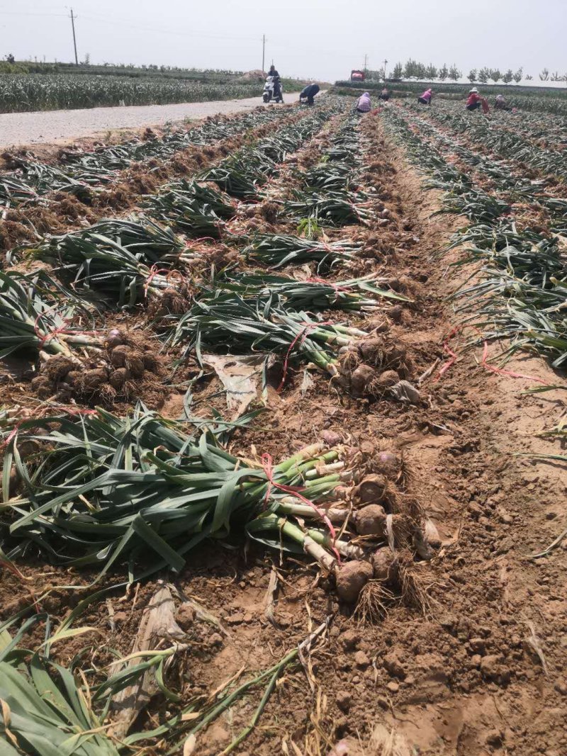 [推荐]河南开封尉氏县苗蒜大蒜个头大货源充足