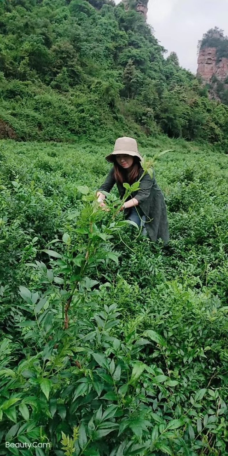 莓茶