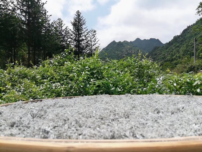 莓茶