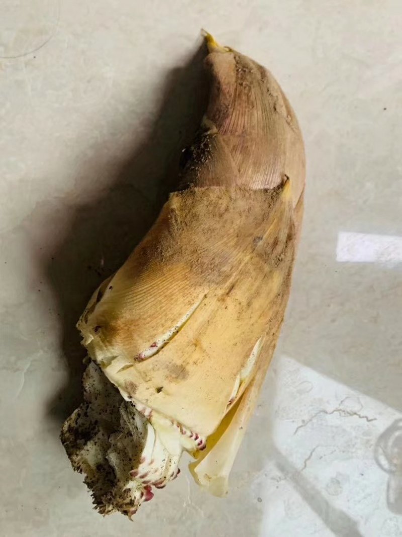 毛笋干