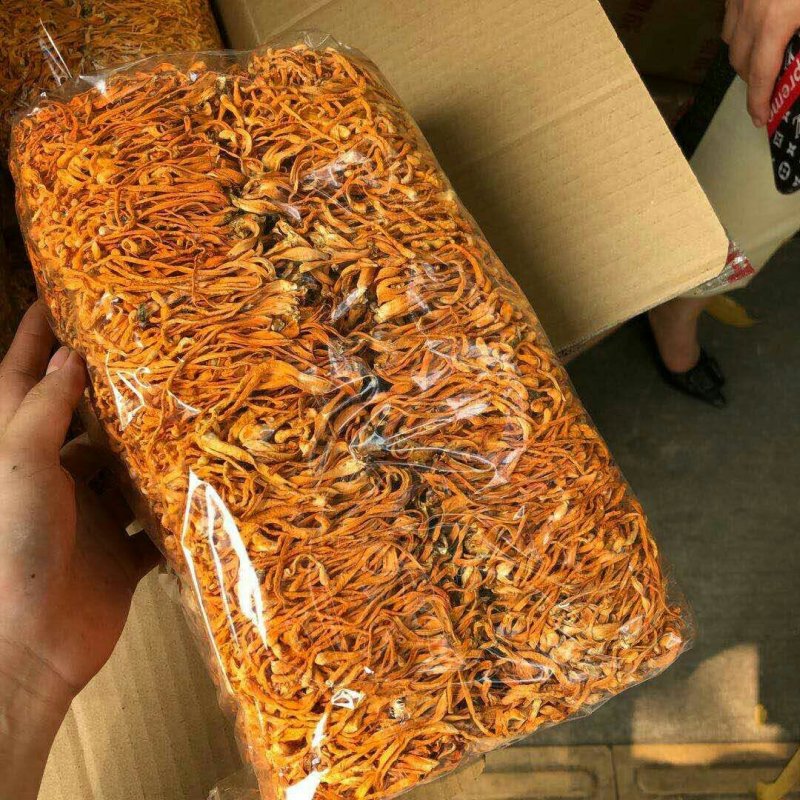 虫草花虫草蕊花排草各式滋补药品【一手货源】批发及零售