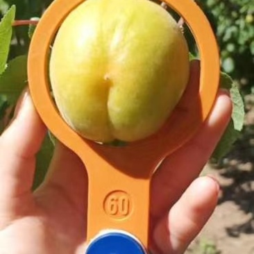 金太阳杏