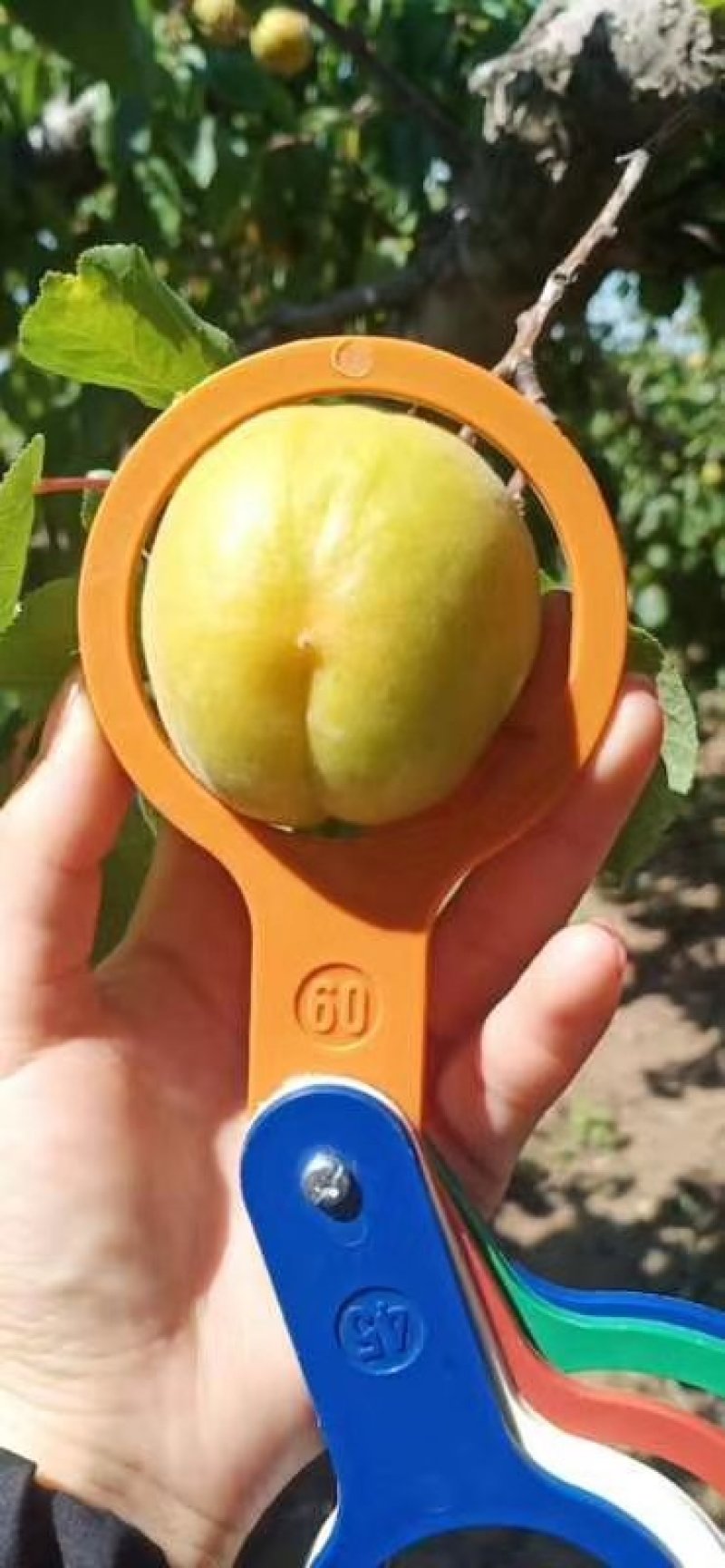 金太阳杏