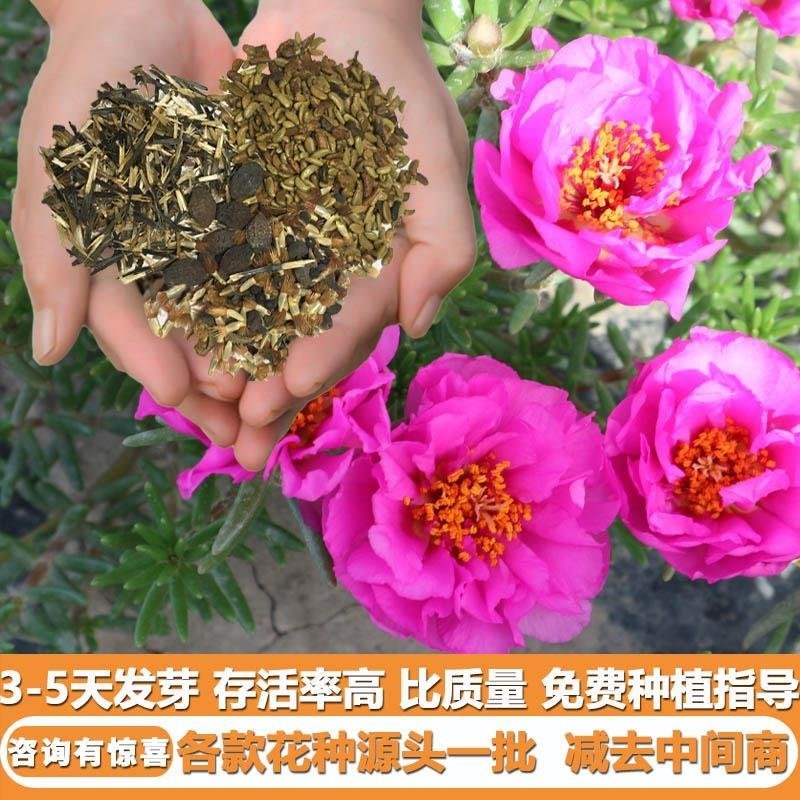 太阳花混色花海景区花园绿化花卉种子批发厂家现货量大从优