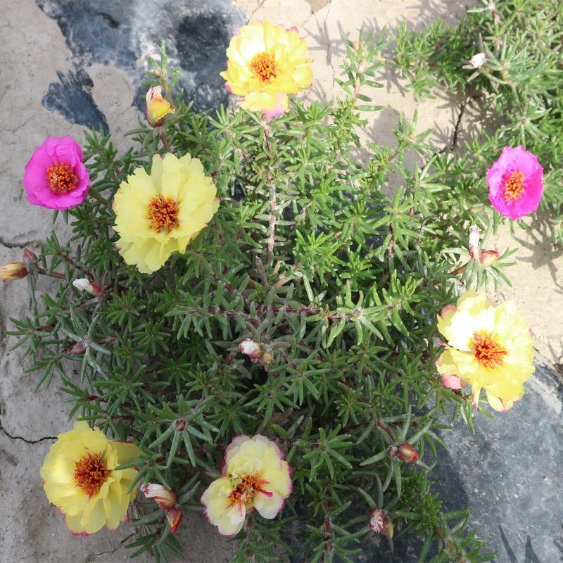 太阳花混色花海景区花园绿化花卉种子批发厂家现货量大从优