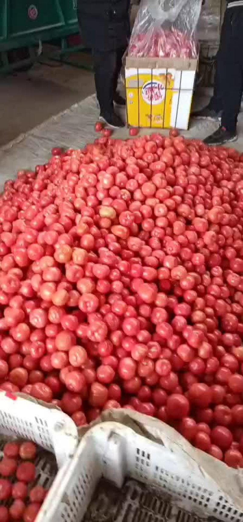 西红柿精品出口做番茄酱口味好/量大价优/一手货源