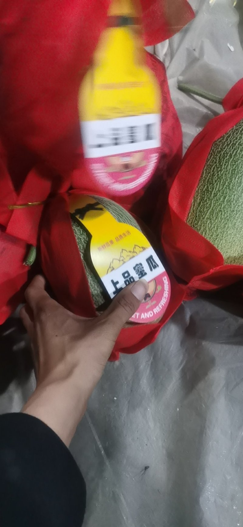 水果大量供应鲁厚甜蜜瓜上市