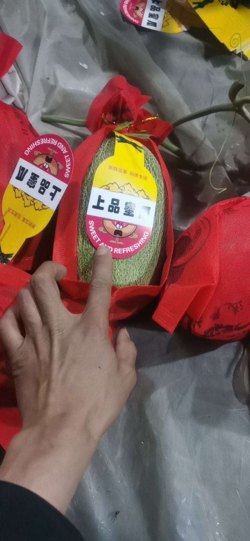 水果大量供应鲁厚甜蜜瓜上市