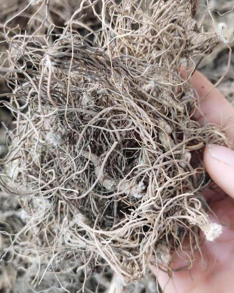 野生地胆头草鞋根地斩头煲汤料，统货