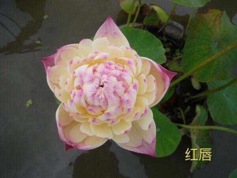 盆栽荷花，基地直供价格优惠，欢迎大家预订