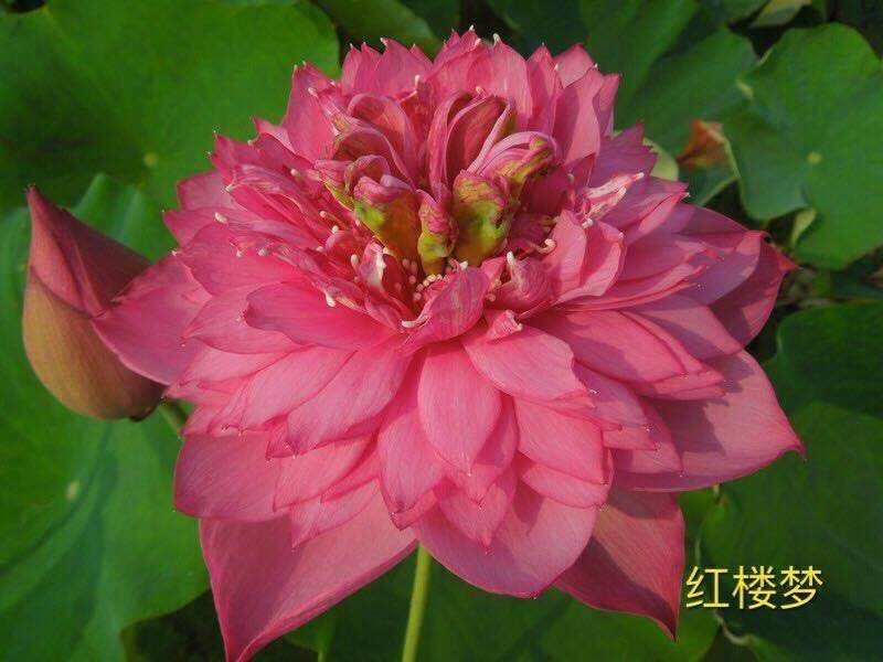 盆栽荷花，基地直供价格优惠，欢迎大家预订