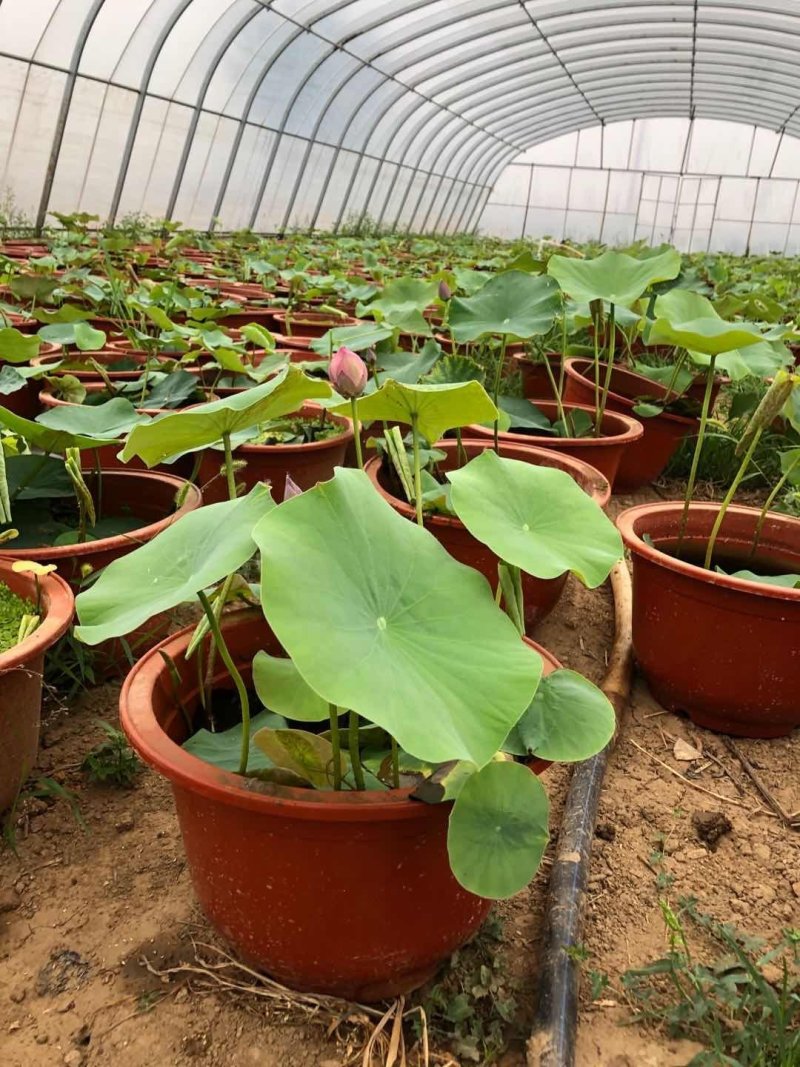 盆栽荷花，基地直供价格优惠，欢迎大家预订