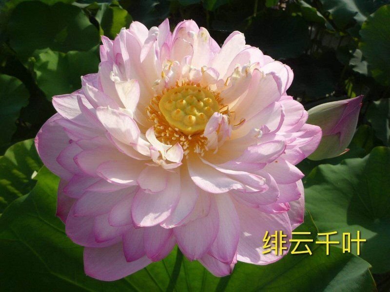 盆栽荷花，基地直供价格优惠，欢迎大家预订