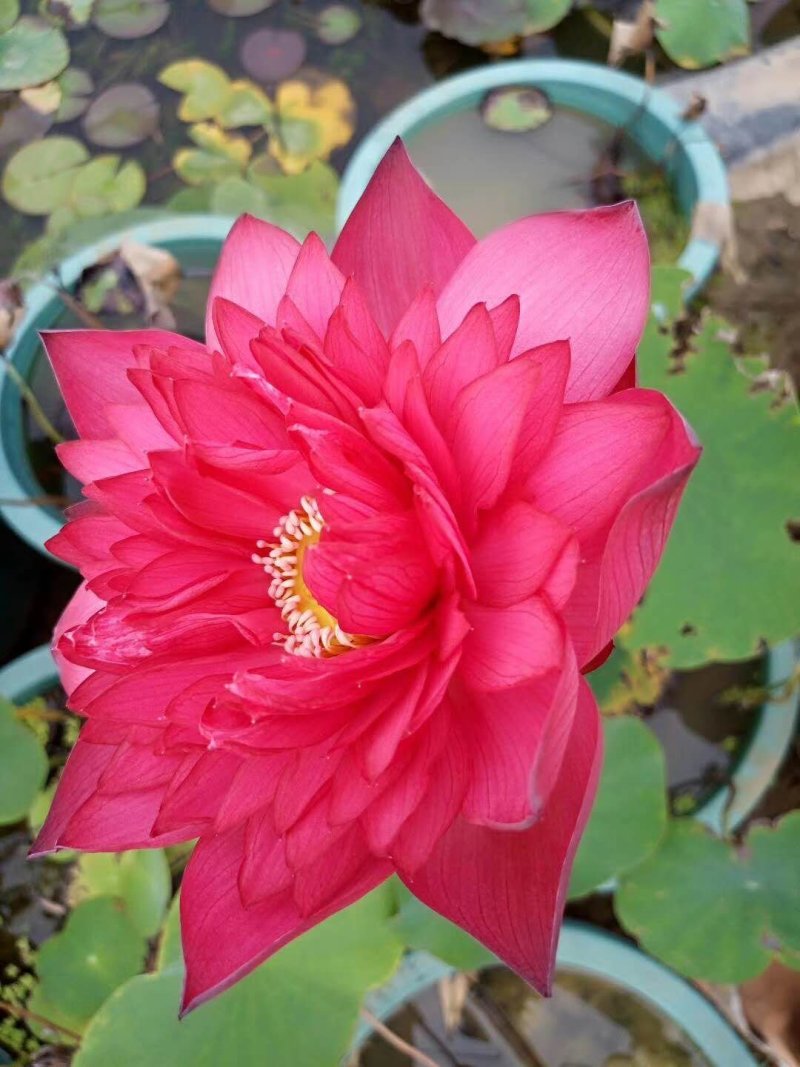 盆栽荷花，基地直供价格优惠，欢迎大家预订