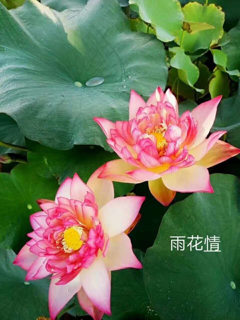 盆栽荷花，基地直供价格优惠，欢迎大家预订