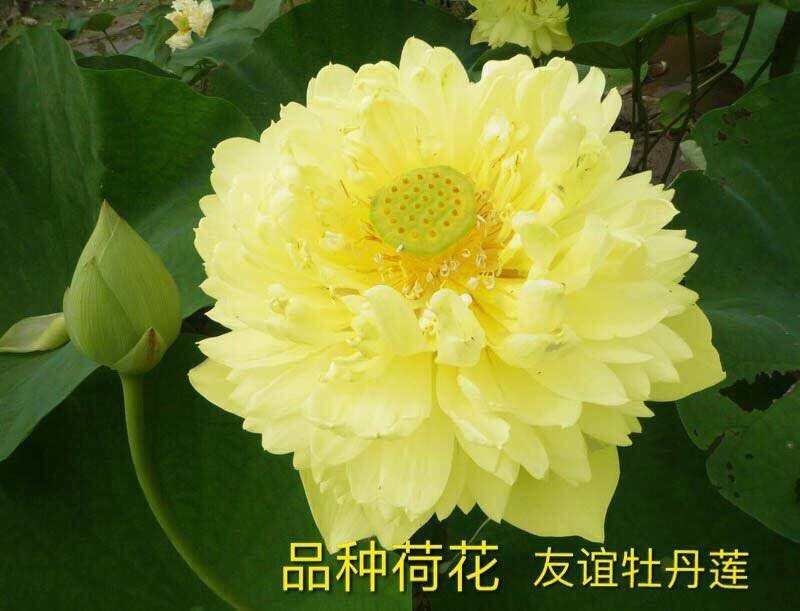 盆栽荷花，基地直供价格优惠，欢迎大家预订
