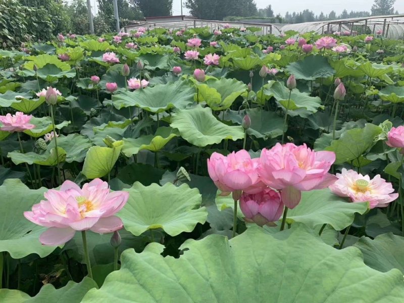 盆栽荷花，基地直供价格优惠，欢迎大家预订