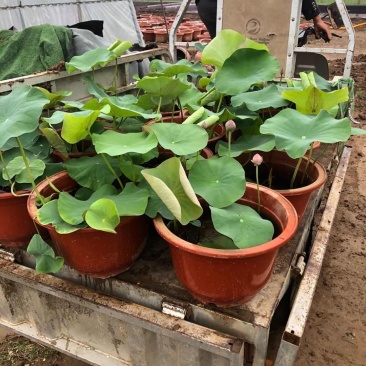 盆栽荷花，基地直供价格优惠，欢迎大家预订