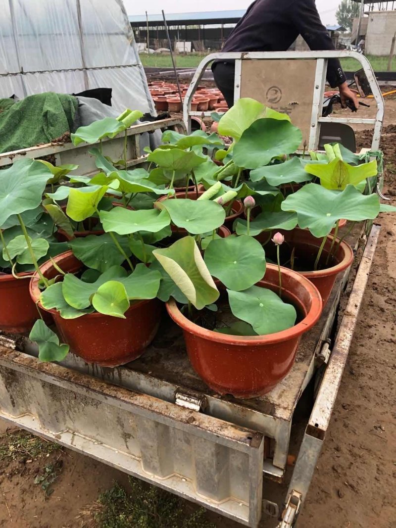盆栽荷花，基地直供价格优惠，欢迎大家预订