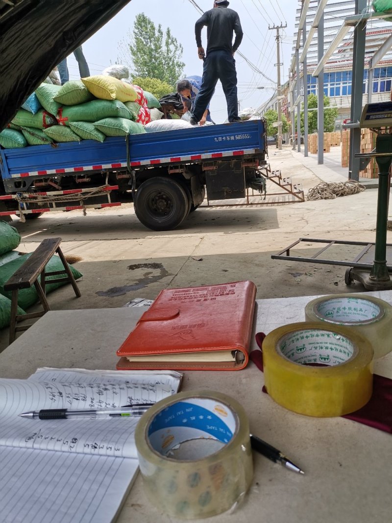 安徽芜湖新上市毛豆豇豆农产地直销