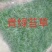 青绿苔草，大量有货，基地直销，质量保证常年供应各种观赏草