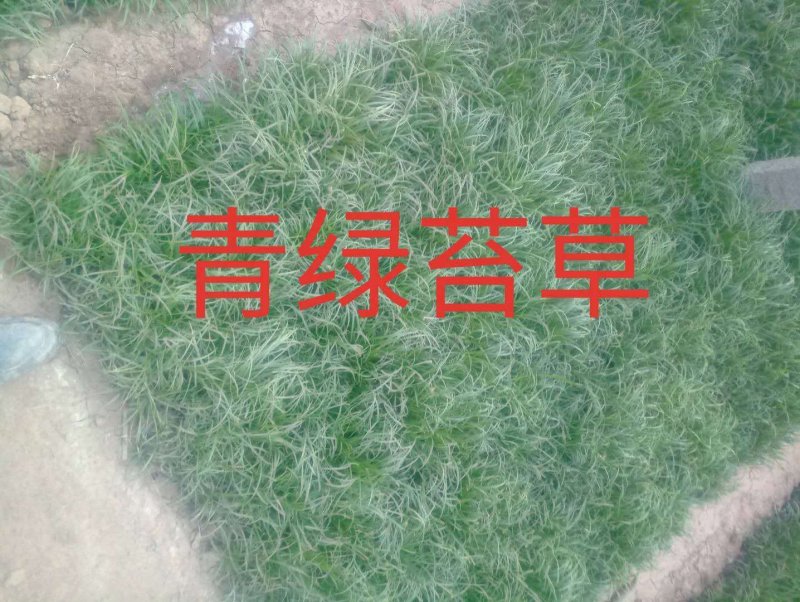青绿苔草，大量有货，基地直销，质量保证常年供应各种观赏草