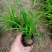 青绿苔草，大量有货，基地直销，质量保证常年供应各种观赏草