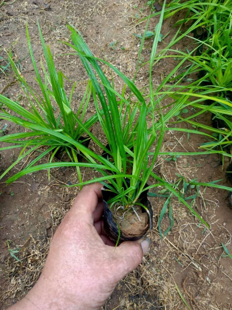 青绿苔草，大量有货，基地直销，质量保证常年供应各种观赏草