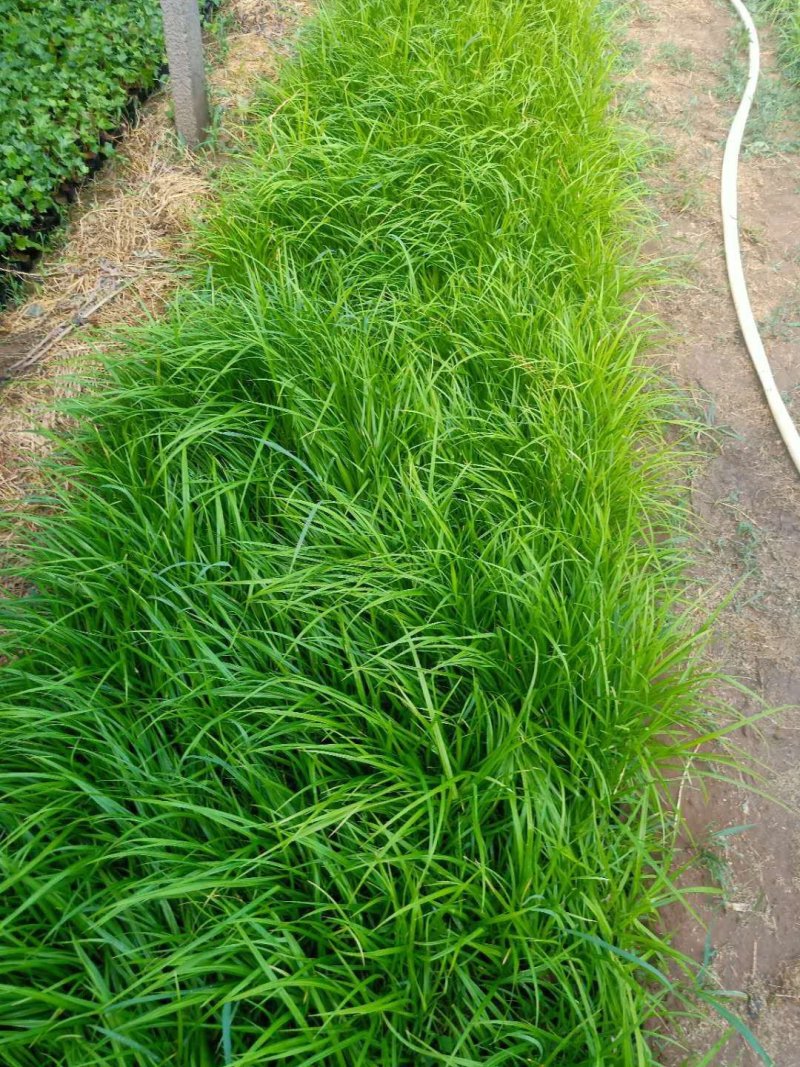 青绿苔草，大量有货，基地直销，质量保证常年供应各种观赏草