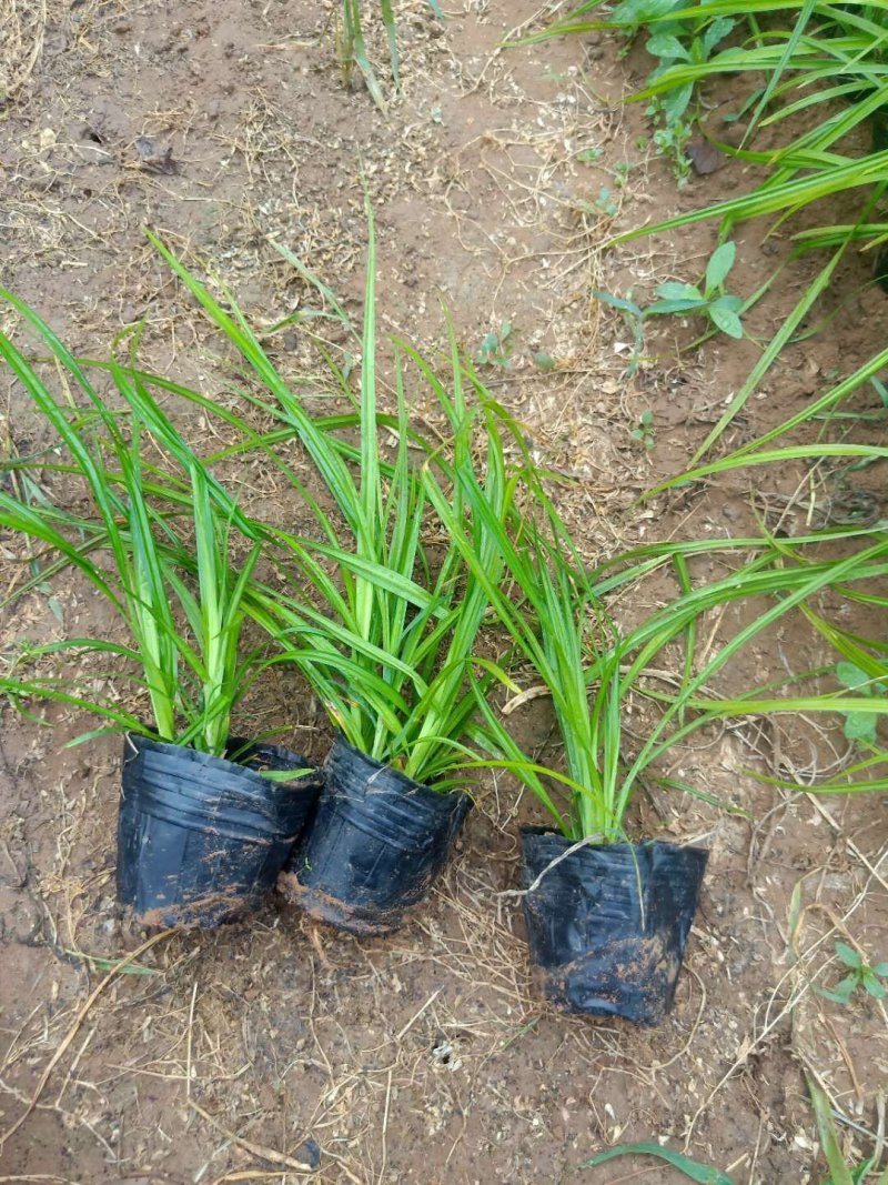 青绿苔草，大量有货，基地直销，质量保证常年供应各种观赏草
