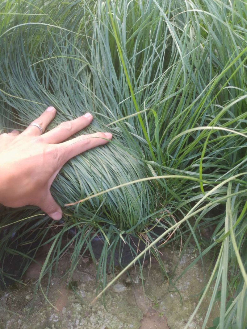 青绿苔草，大量有货，基地直销，质量保证常年供应各种观赏草