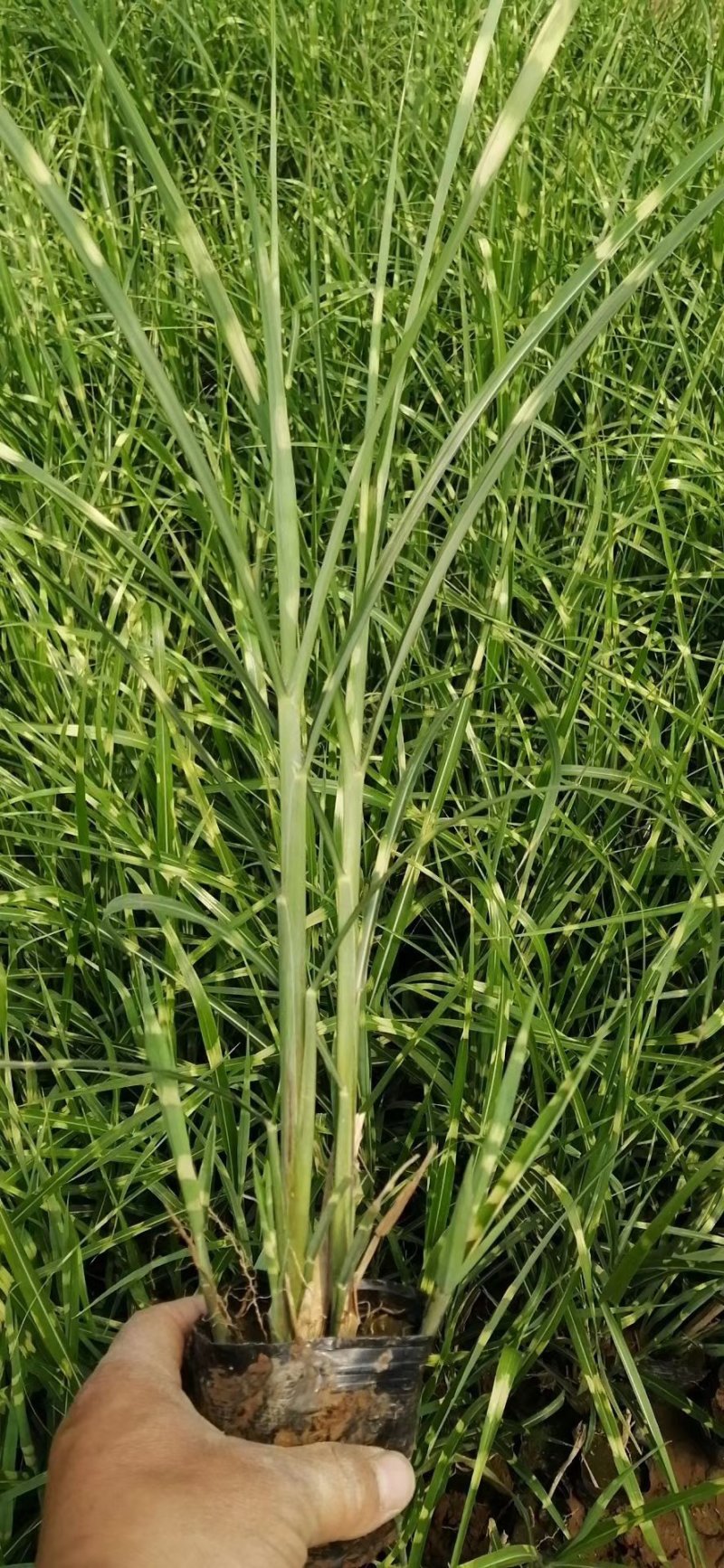 青绿苔草，大量有货，基地直销，质量保证常年供应各种观赏草
