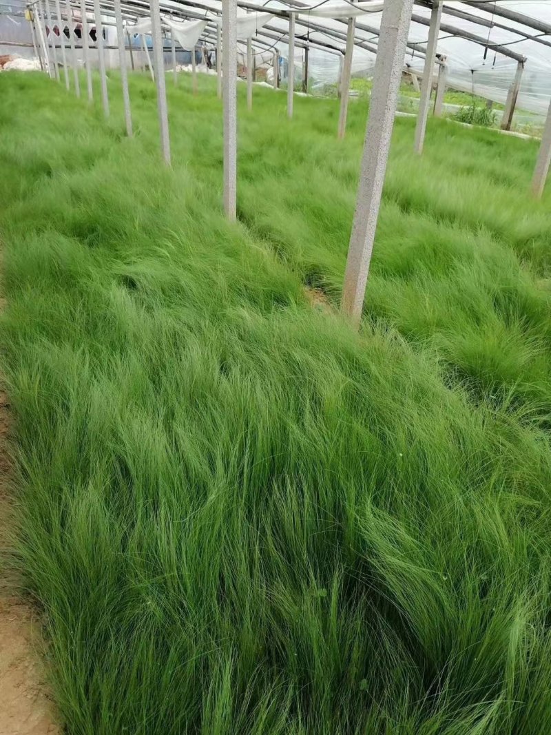 青绿苔草，大量有货，基地直销，质量保证常年供应各种观赏草
