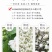 批发茉莉花茶散装茶叶广西横县浓香型茉莉飘雪