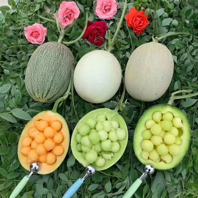 哈密瓜玉菇晓密25号齐鲁密产地直发质量保证