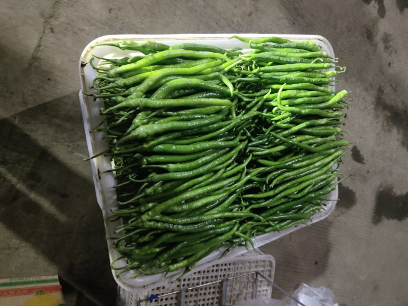 精品线椒大量有货，产地现货，货源充足品质保证价格美丽