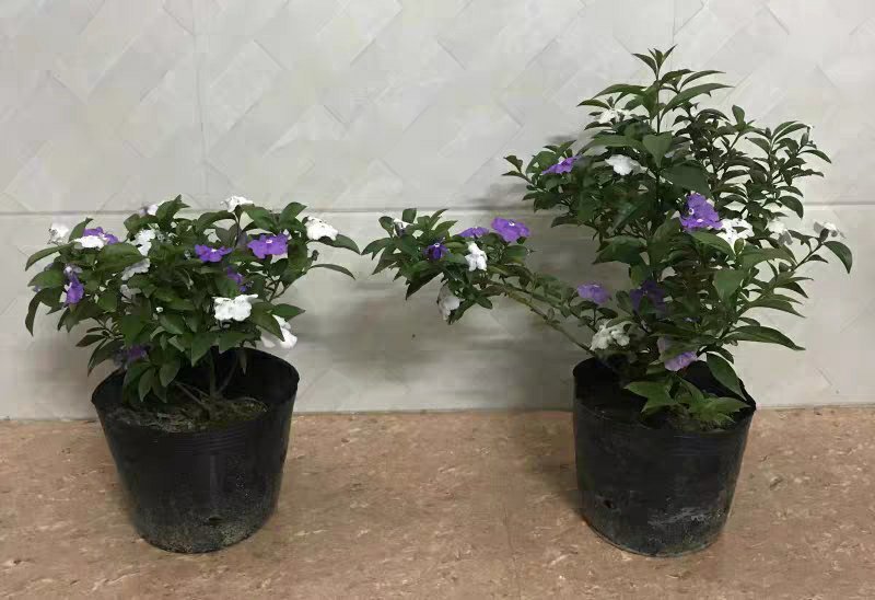 双色茉莉盆栽大苗花卉双色苿莉花香草茉莉花