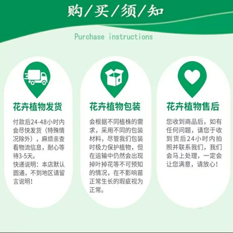 双色茉莉盆栽大苗花卉双色苿莉花香草茉莉花
